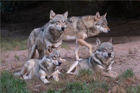 Die niedersächsischen Jäger fordern, den Schutzstatus des Wolfs zu überprüfen, also den Abschuss zu erleichtern. Symbolfoto: dpa