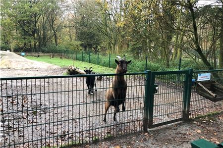Die Ziegen in Birgits Tiergarten werden abseits der Saison nur von den Tierpflegern gestreichelt. Vom Frühjahr bis Herbst sieht das ganz anders aus. Fotos: Hauke Eilers-Buchta
