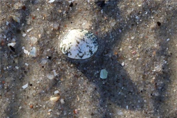 Nordseeküste: Invasive Muschel macht sich breit
